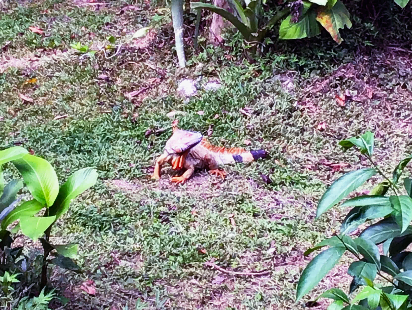 Iguana at Casa Lina