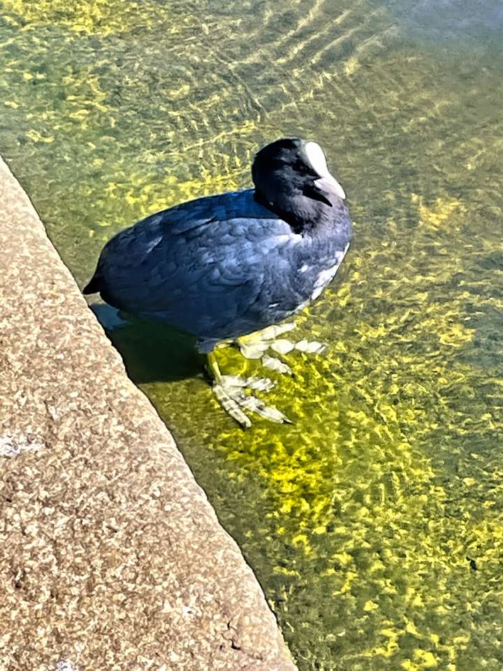 Check Out This Ducks Feet!