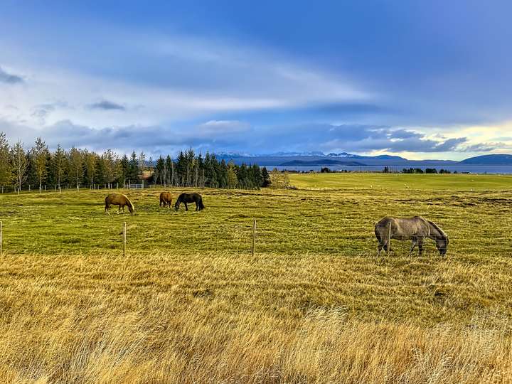 Furry Icelandic Horses