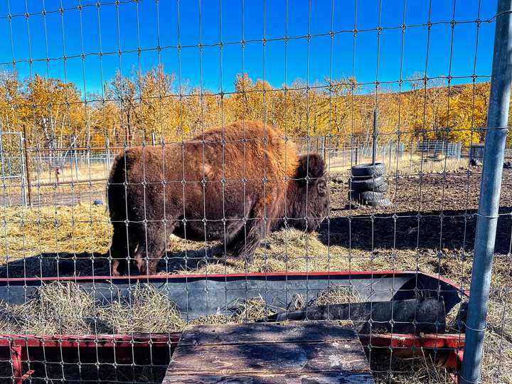 Speedy the bison