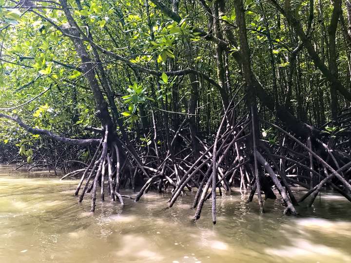 Mangrove Feet