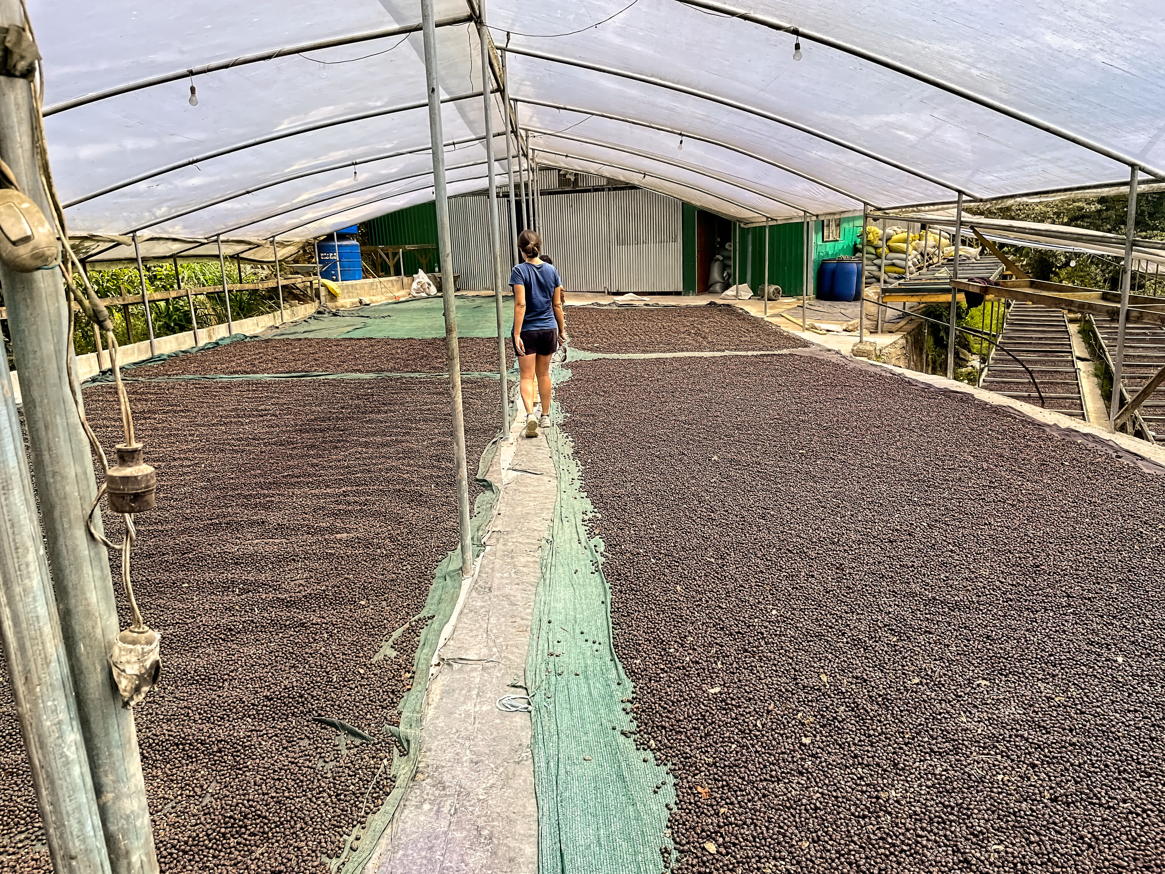 Maria making her way through the beans