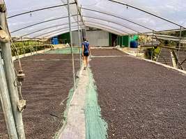 Maria making her way through the beans