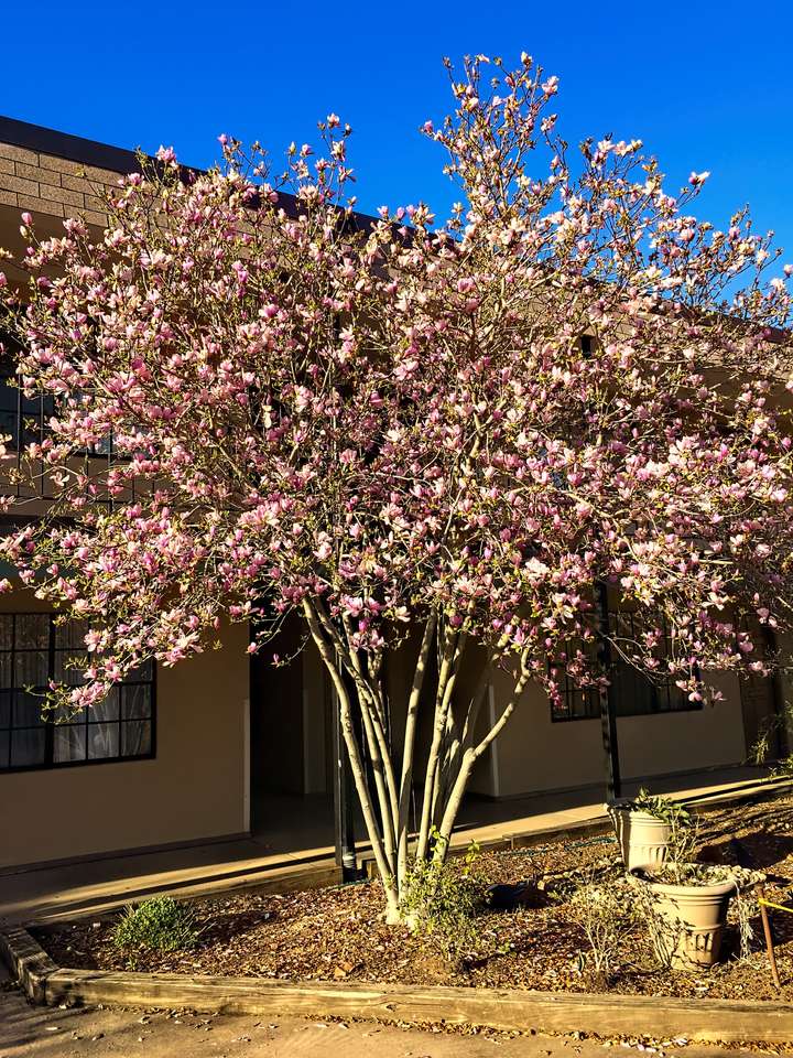 Spring in Bloom at Pearl Mill Flats