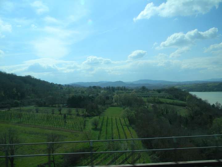 the grapes